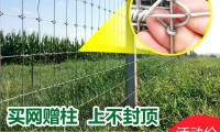 Q网(q网络用词是什么意思)