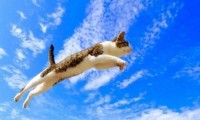 飞猫(飞猫智联)