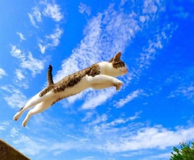 飞猫(飞猫智联) 飞猫(飞猫智联)