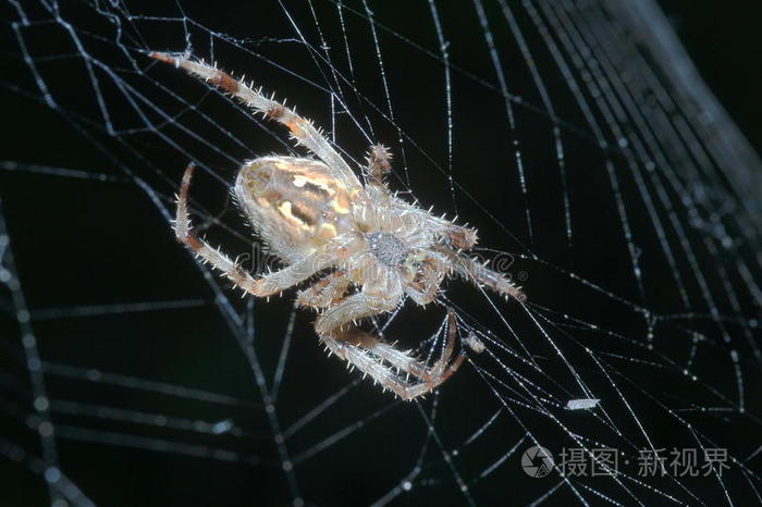 欧洲蜘蛛(欧洲蜘蛛侠) 欧洲蜘蛛(欧洲蜘蛛侠)