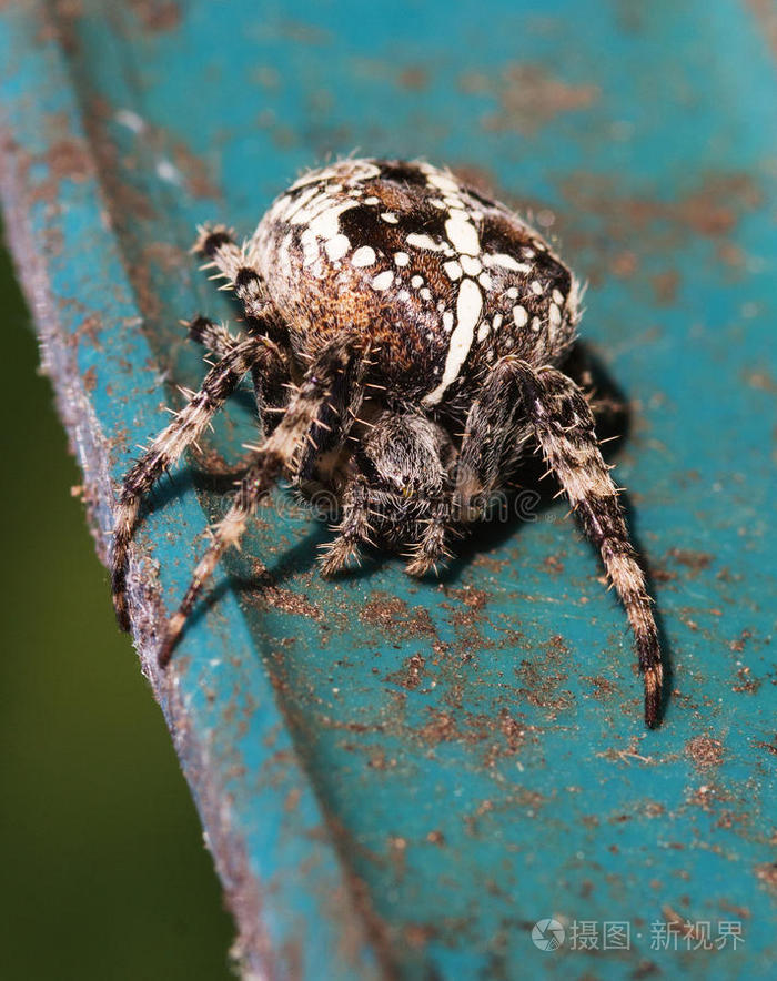 欧洲蜘蛛(欧洲蜘蛛女演员)