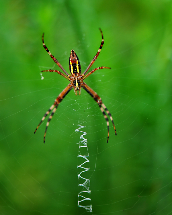 欧洲蜘蛛(欧洲蜘蛛女演员)