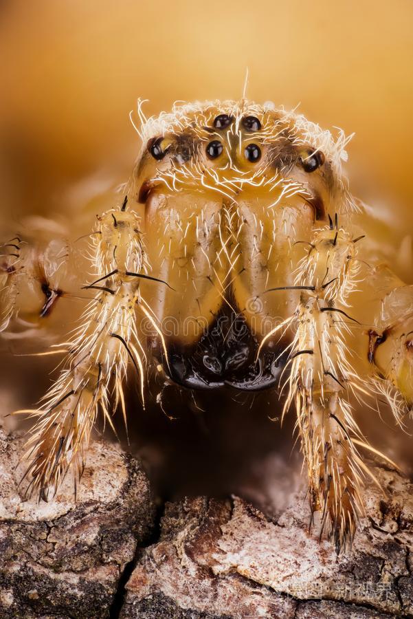 欧洲蜘蛛(欧洲蜘蛛系列是真的吗) 欧洲蜘蛛(欧洲蜘蛛系列是真的吗)
