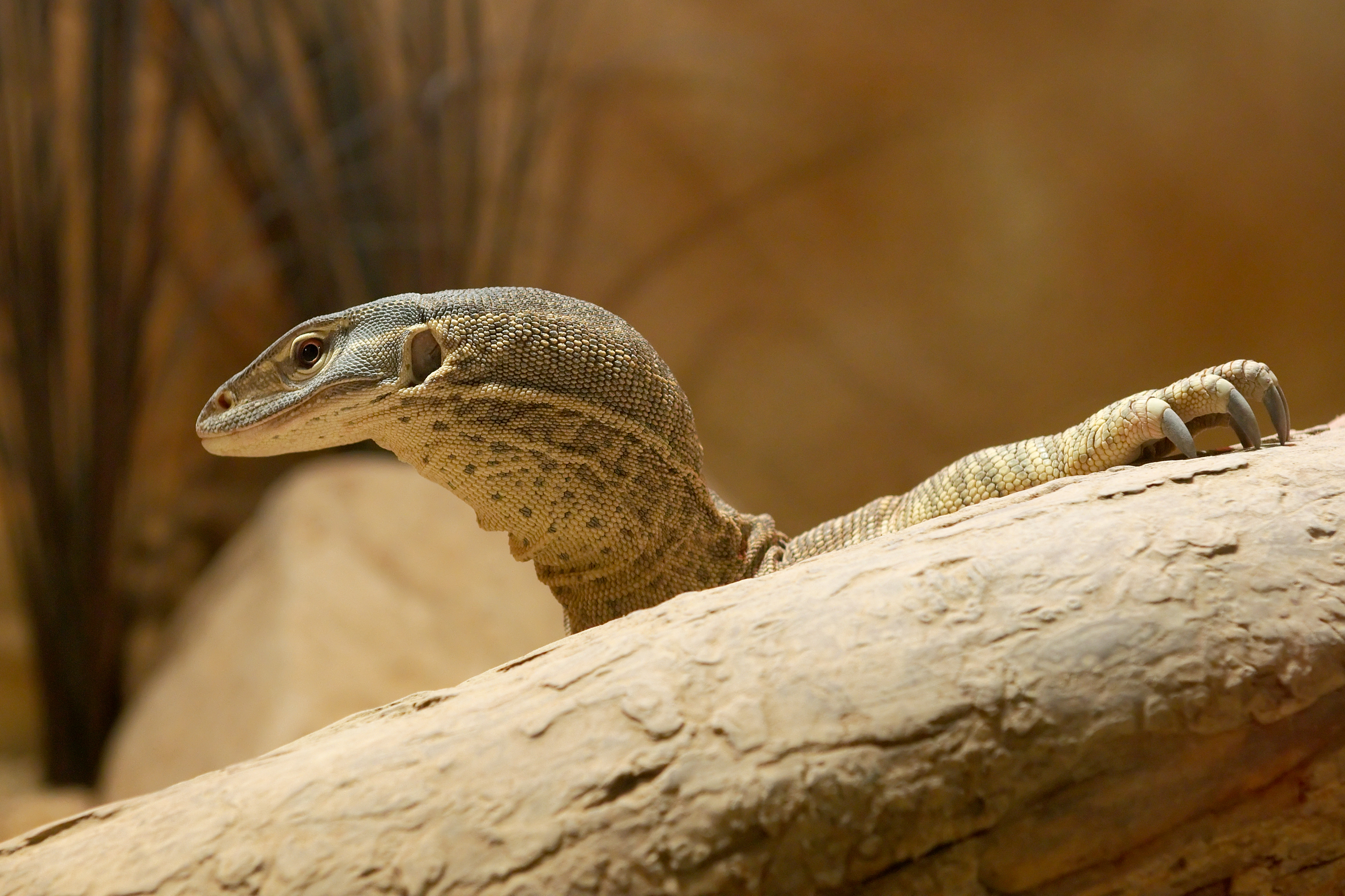 Paribu(Paribu交易所官网) Paribu(Paribu交易所官网)