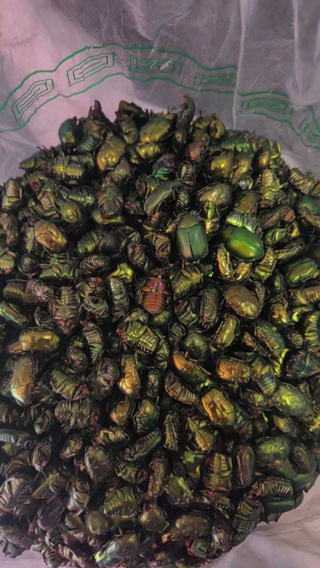 金龟(金龟子) 金龟(金龟子)