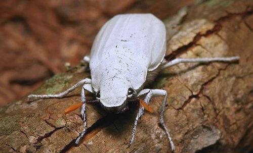 金龟(金龟子) 金龟(金龟子)