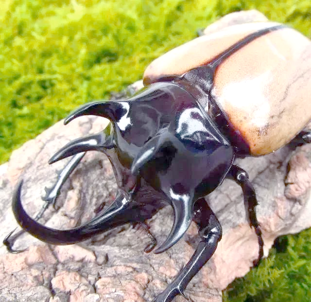 金龟(金龟子的个人资料简介) 金龟(金龟子的个人资料简介)