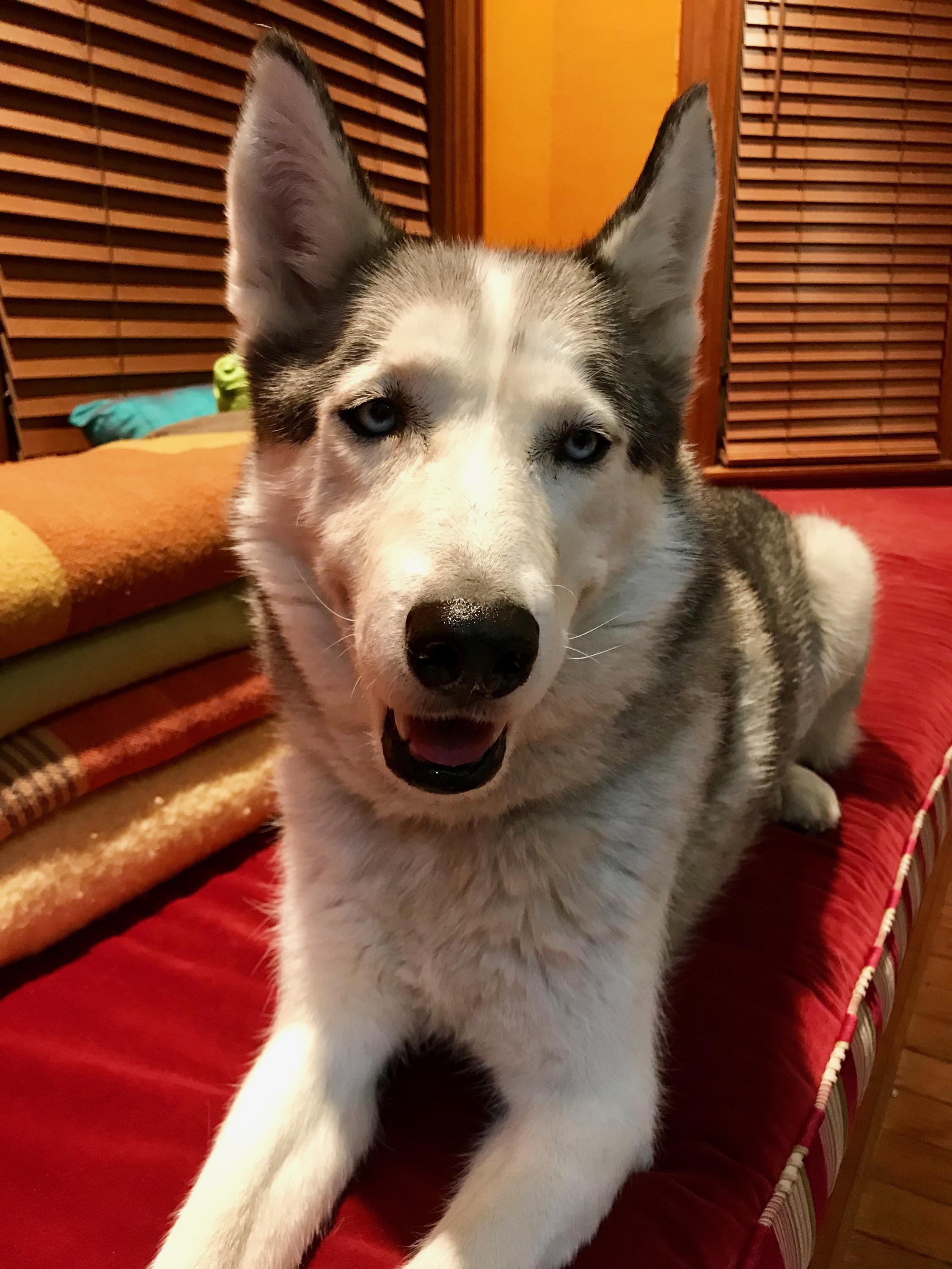 Bingbon(BINGBONGl书包)