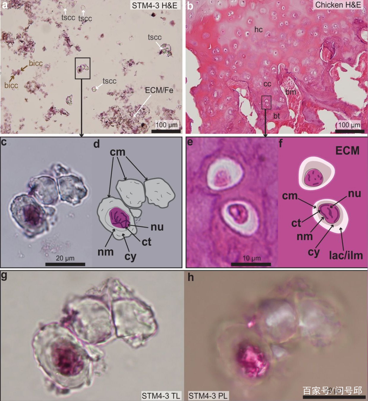 BICC(biccamera是什么牌子)